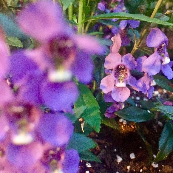 Meet your Posher, Tina - Picture 4 of 11